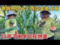 和老妈去把西瓜垫上茅草,以防下雨全烂在地里,满地的西瓜看着就开心