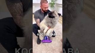 Костоправ для животных 😯 #истории #история #новости #новость #shorts