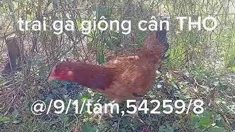 Helo,ae,(pakistan,mï,sweater,ĐANG rớt so,(2k4),2CÜ2,,thinhhanh,trendig