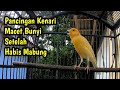 Pancingan Kenari Macet Bunyi Setelah Habis Mabung