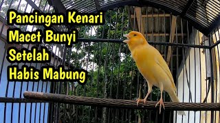 Pancingan Kenari Macet Bunyi Setelah Habis Mabung