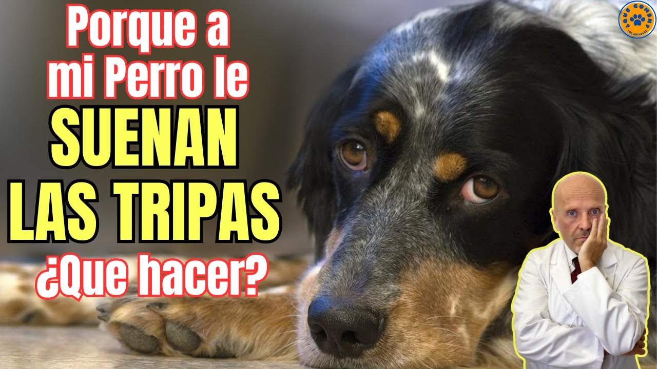 🚨 ¿PORQUE A MI PERRO LE SUENAN LAS TRIPAS? ¿QUE PUEDO HACER? 🚨 - YouTube