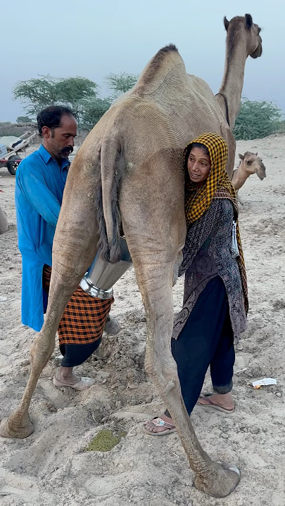 camels milk #traditional #villagelife #village food #traditional culture #india