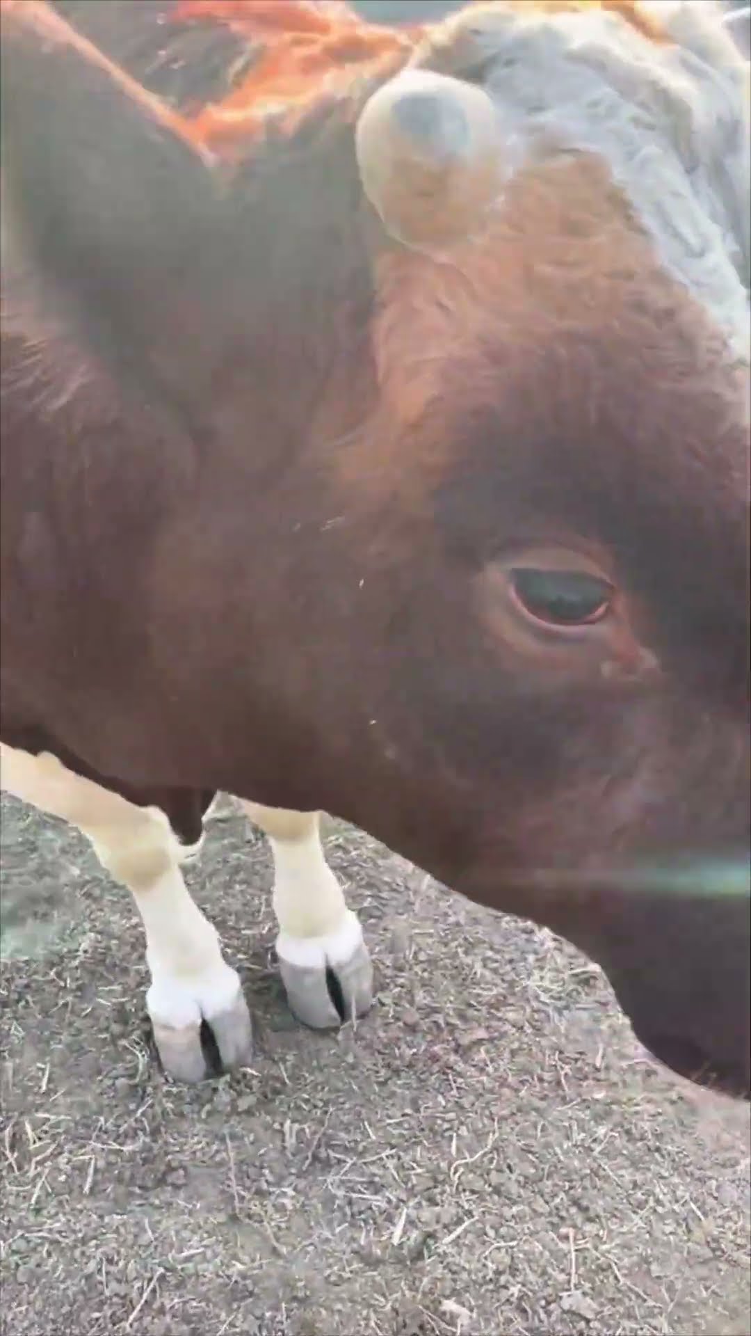 Owner Helps Cow After Tire Gets Stuck on Head