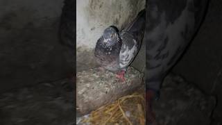 #pegeon#mysecondvlog🕊️ #yshorts#kabootar#nature🕊 #bird#viralvideo😯 #video#kabutarlover#foryou# (2)