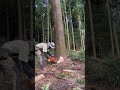 Lumberjack skunk 伐倒