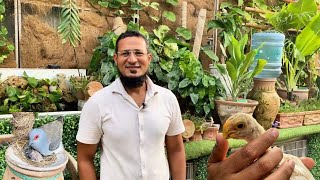 Ahsaan Bhai Ki Rooftop Open Birds Aviary | Natural & Beautiful Setup