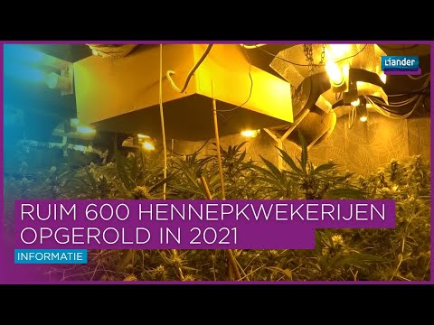 Energiefraude: ruim 600 hennepkwekerijen opgerold in 2021