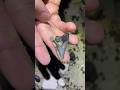 This Came from a Giant Shark ! #sharkteeth