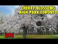 🔴 Live: Cherry Blossoms at High Park Toronto #cherryblossoms #highpark #live 