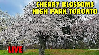 🔴 Live: Cherry Blossoms at High Park Toronto #cherryblossoms #highpark #live 