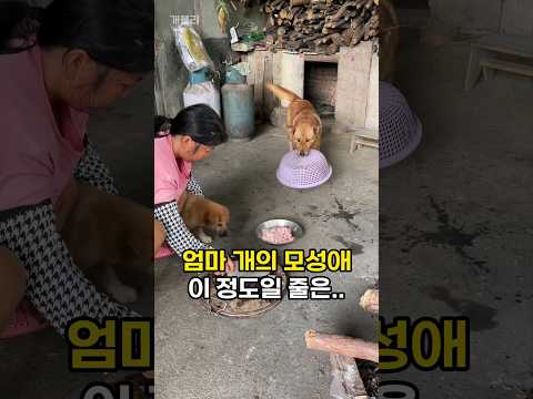 새끼를 위해 고기를 양보하는 엄마 개의 놀라운 모성애 