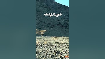 سورة يوسف #القرآن_الكريم #المصحف #اكسبلور