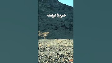 سورة يوسف #القرآن_الكريم #المصحف #اكسبلور