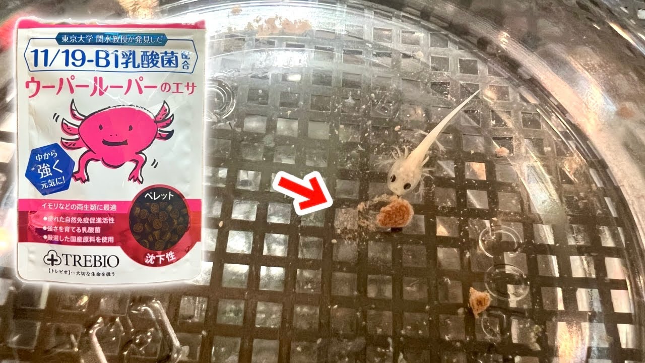 イモリの赤ちゃんの餌を人工飼料に切り替えるタイミング Youtube イモリの赤ちゃんの餌を人工飼料に切り替えるタイミング Youtube