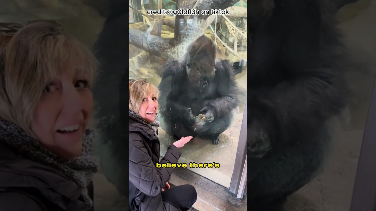 why do gorillas do this ? (One reason for coprophagy in gorillas)