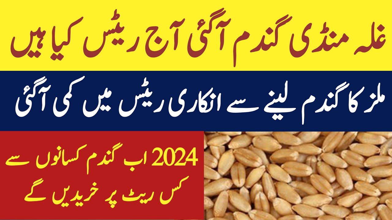 wheat price in pakistan 2024 update - YouTube