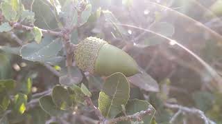 البلوط البري / gland de chêne sauvage