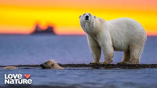 Life at the Edge of the Arctic Circle | Deep Dive North America 101