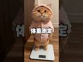ルナ、そろそろダイエットじゃない？ #cat #子ネコ #猫動画 #cute #好きな子猫 #pets #かしわねこ #cutecat #猫のいる暮らし #猫のいる生活 #猫好きさんと繋がりたい
