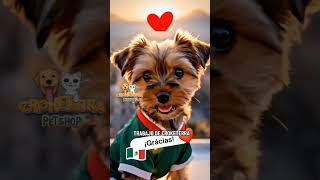 ¡EL ORGULLO MEXICANO NO TIENE FRONTERAS! 📦🐾🇲🇽