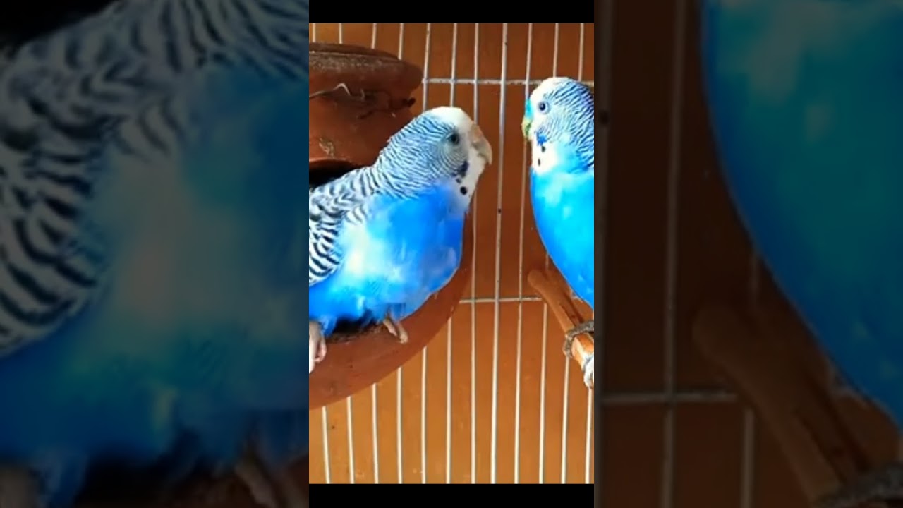Parrot bird perch (part 2) 