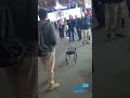 Robotdog Pack Walking at a trade show #robotdogs #unitreerobotics  #robots