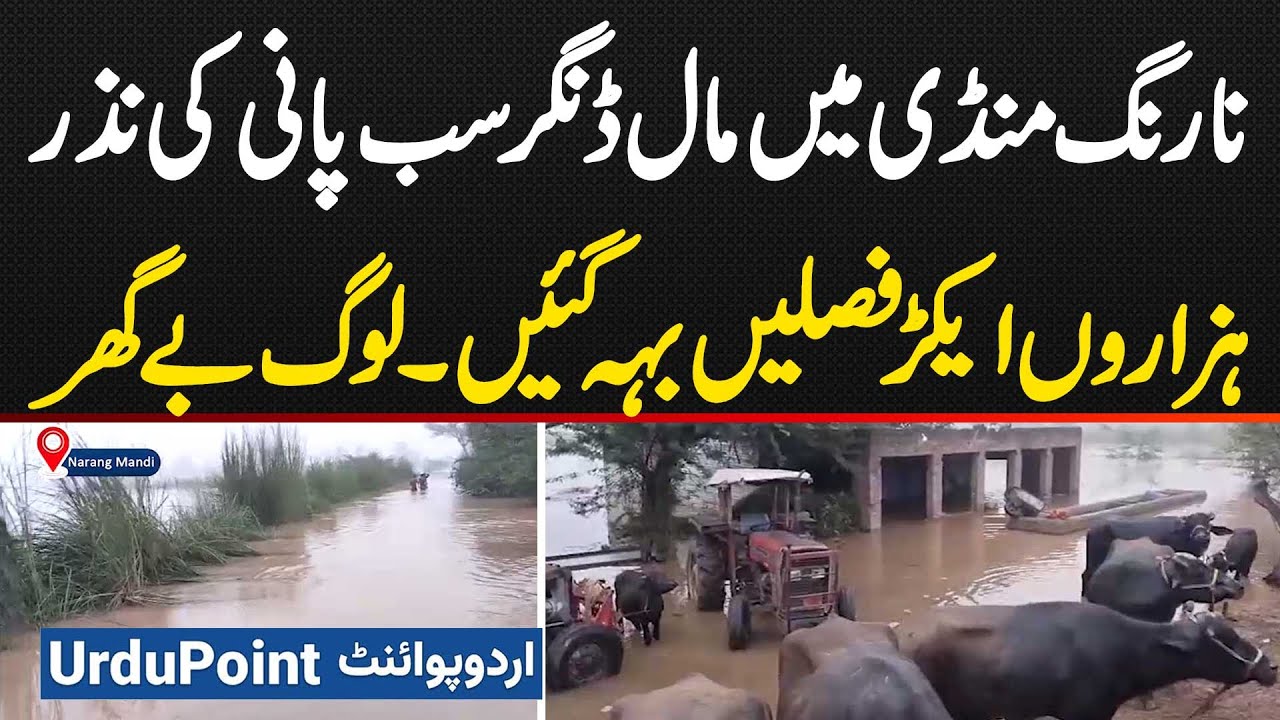 Flood in Narang Mandi - All Livestock Sacrificed to Water - Thousands of Acres of Crops Washed Away