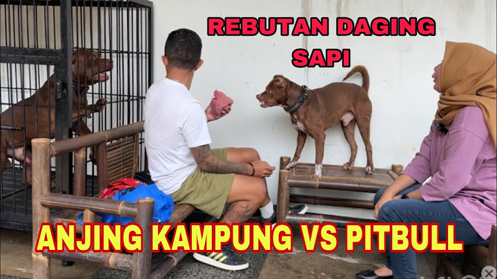 MUSSO AJAK KING FLOKI BERANTEM GARA-GARA MAKAN DAGING SAPI ‼️
