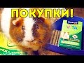 ПОКУПКИ из зоомагазина для морских свинок / SvinkiShow