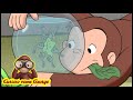 Curioso come George 🐵Scoprire i girini - Episodio completo🐵Cartoni per Bambini 🐵George la Scimmia