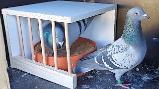 Leo & Storm Excited For New Breeding Box
