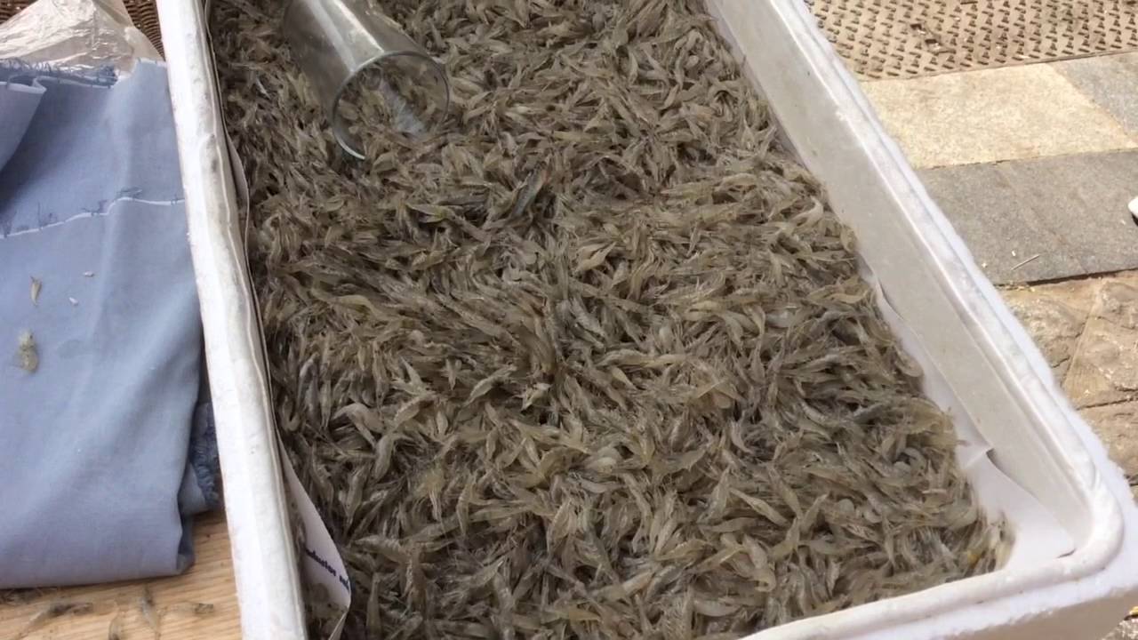 Fresh Shrimp Jumping Around - YouTube