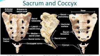 Chapter 7 - Skeleton - Part 2
