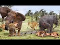 子供たちを救うために、ゾウとライオンの間で激しい戦いが勃発しました & これが起こったのです