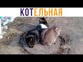 КОТельная))) Демотиваторы | Мемозг #573