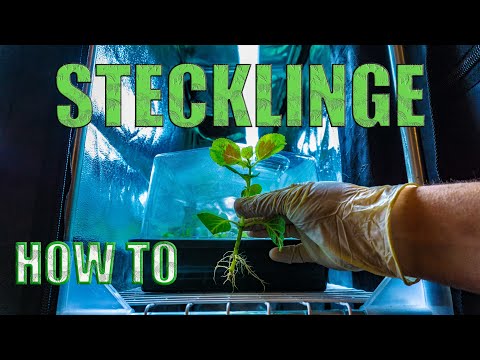 Video: Kann ich Coleus drinnen anbauen - Tipps zum Anbau von Coleus-Pflanzen drinnen
