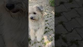 do ba do ba du ba duba | dog song | dog barking | dog sound | dog barking sound | dog #shorts