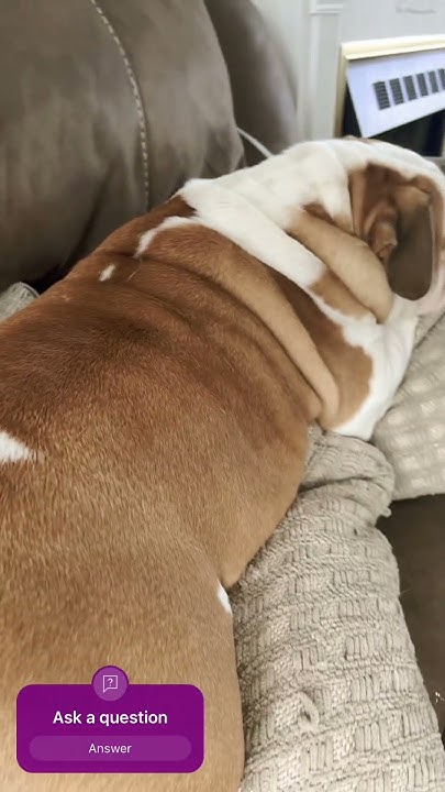 duke-the-bulldog-doing-what-he-does-best-catching-some-zzzz-s-shorts