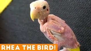 Ultimate Rhea the Bird Cute Animal Compilation | Funny Pet Videos