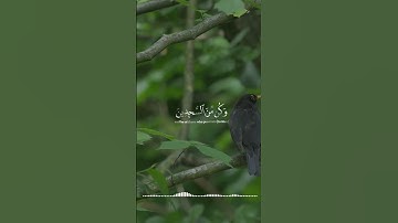واعبد ربك حتى يأتيك اليقين - سورة الحجر - هزاع البلوشي #quran  #ألا_بذكر_الله_تطمئن_القلوب
