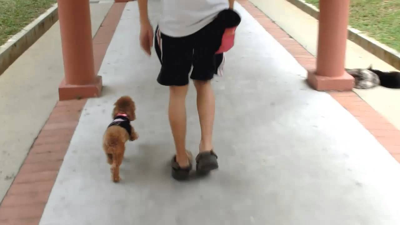 toy poodle training