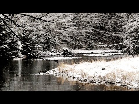 Video: Como Se Ve Un Bosque De Invierno