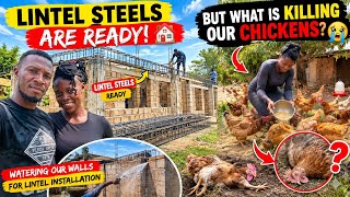 A Big Milestone & A Painful Loss… Lintel Construction + Mystery Chicken Deaths