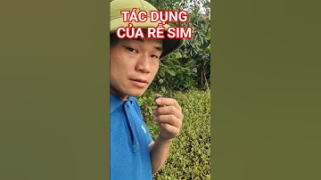 tác dụng của rễ sim #khiemsim