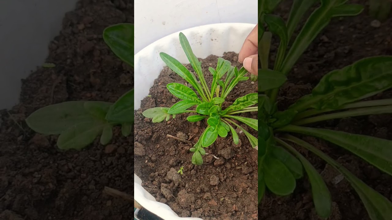 How to grow Gazania Flower Plants / Gazania flowers / Complete Care for Gazania Plants