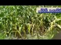ليله من ليالي خلتني اموت فيك خالدالشريجه
