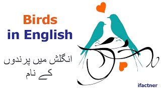 Learn Birds names in English from Urdu | Learn English from Urdu for beginners | انگریزی سیکھو