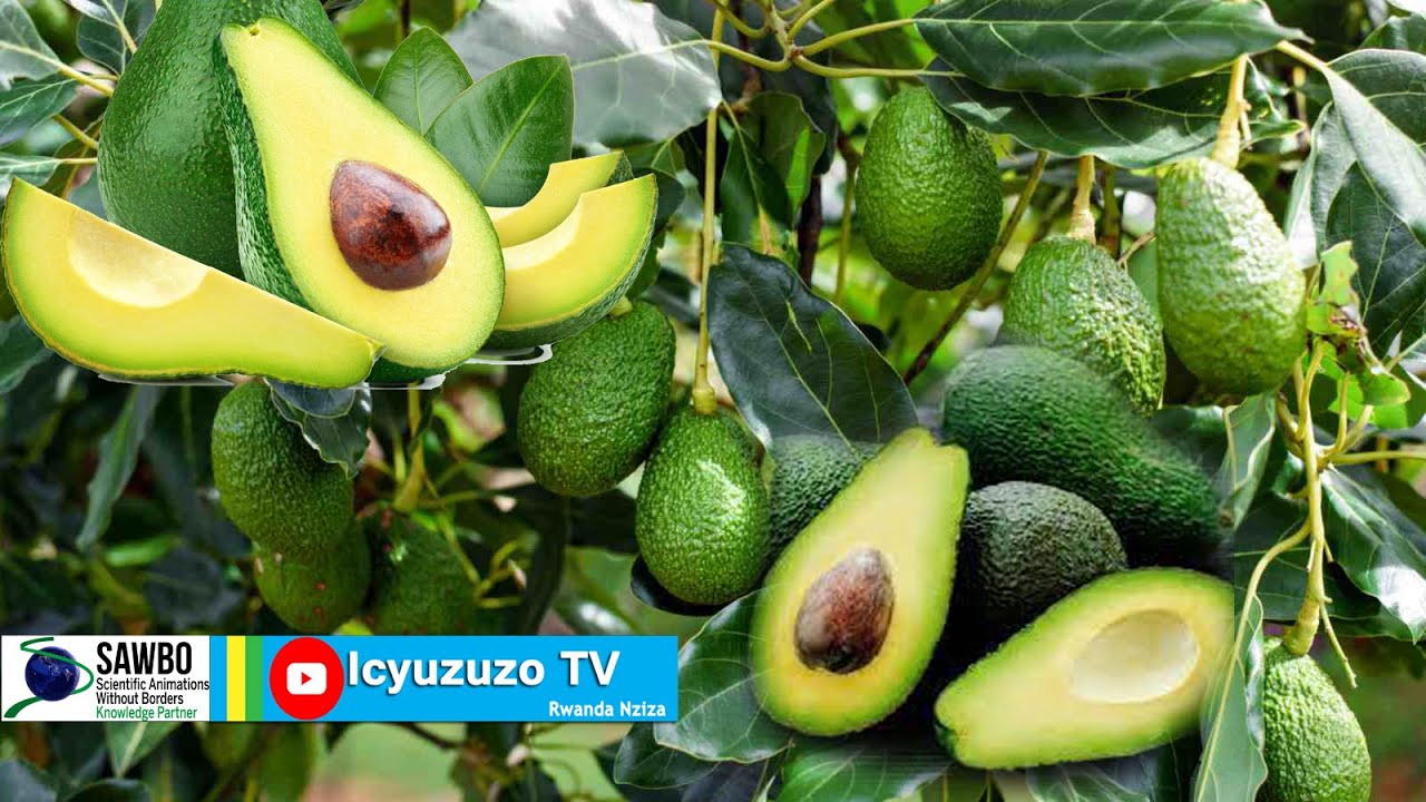 Huye/Tumba| igiti kimwe cy' #avocado gitanga 80,000 Rwf ku mwaka. Ntucikwe. #icyuzuzo_tv