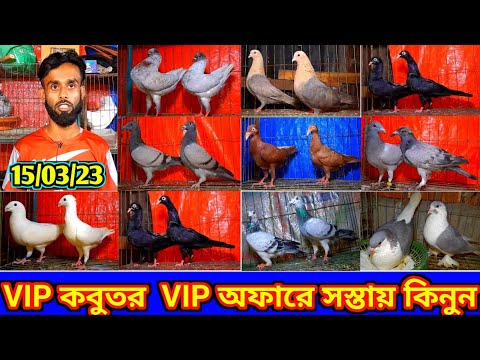 VIP অফারে VIP কবুতর কিনুন | সস্তা দামে ফেন্সি কবুতর বিক্রি হবে | কবুতরের দাম জানুন